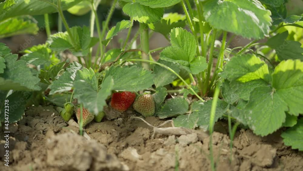 Dolly shot, organic strawberries, in the garden ripens strawberries grown outdoors. On the background of strawberry beds. Dolly shot, organic strawberries, in the garden ripens strawberries grown outdoors. On the background of strawberry beds.