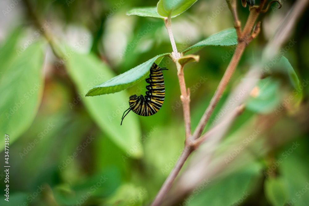 Monarch caterpillar hanging around on a leaf
