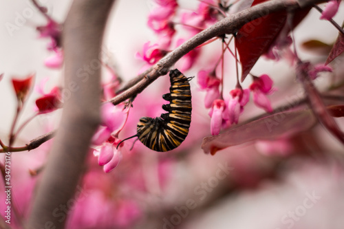 Monarch caterpillar hanging in front of pink blossoms