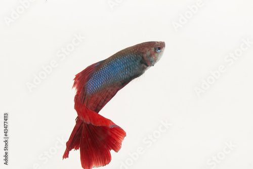 siamese fighting fish isolated on white