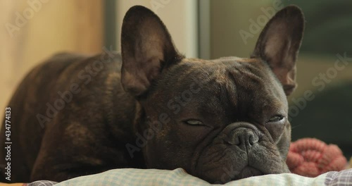 dog breed french bulldog falling asleep, daytime sleep, fatigue after a walk, pets and caring for them