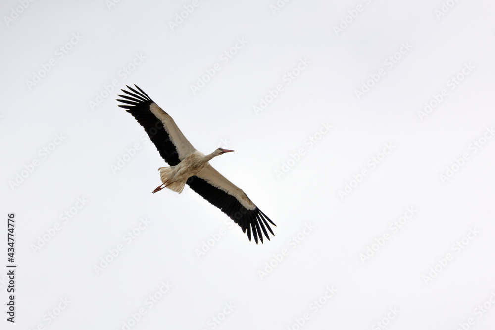 Cicogna in volo Cicogna in volo