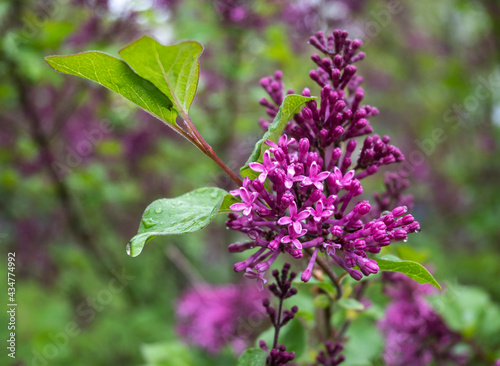 lilac flowers on a green background photo