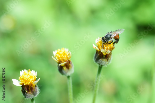 bee on yellow flower © Tongsai Tongjan