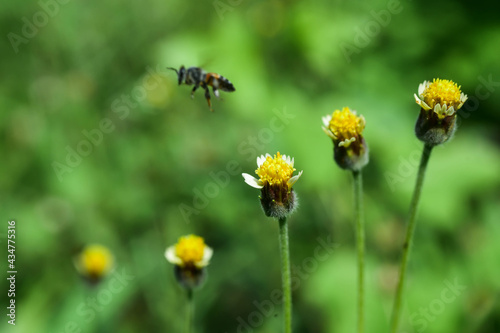 bee on a yellow flower © Tongsai Tongjan