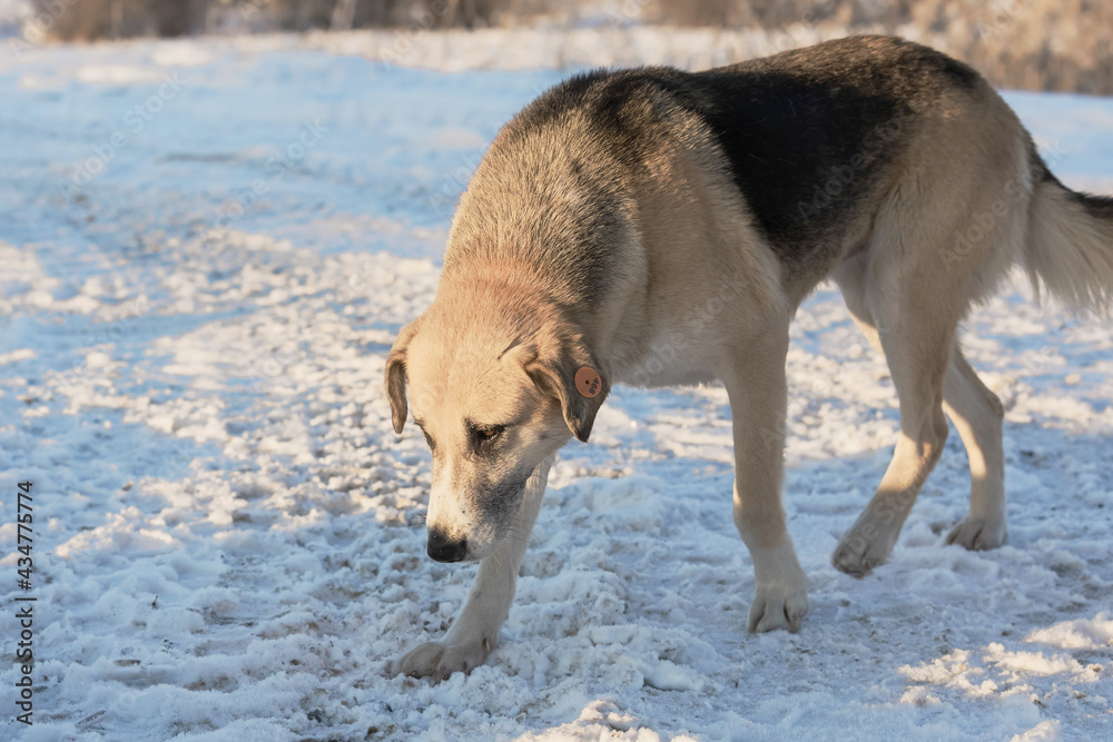 A portret mixed-breed sniffs the ground on winter backdrop. Acute large mixed-breed sheepdog.