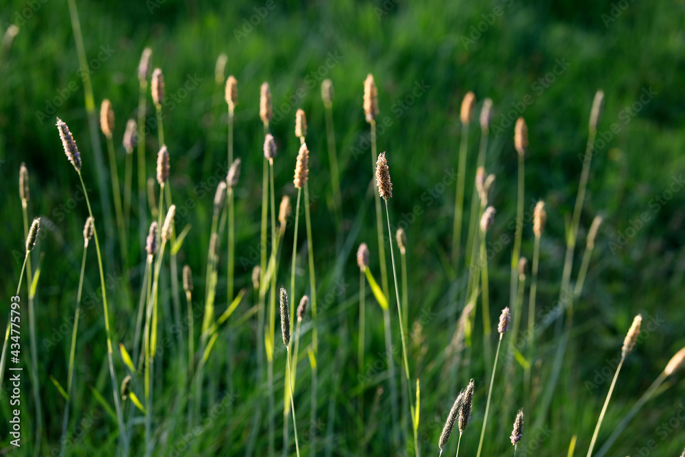 Wild grass in Eure, France