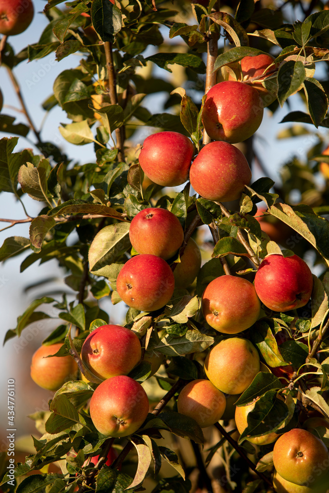 Obraz premium Apple tree in Eure, France
