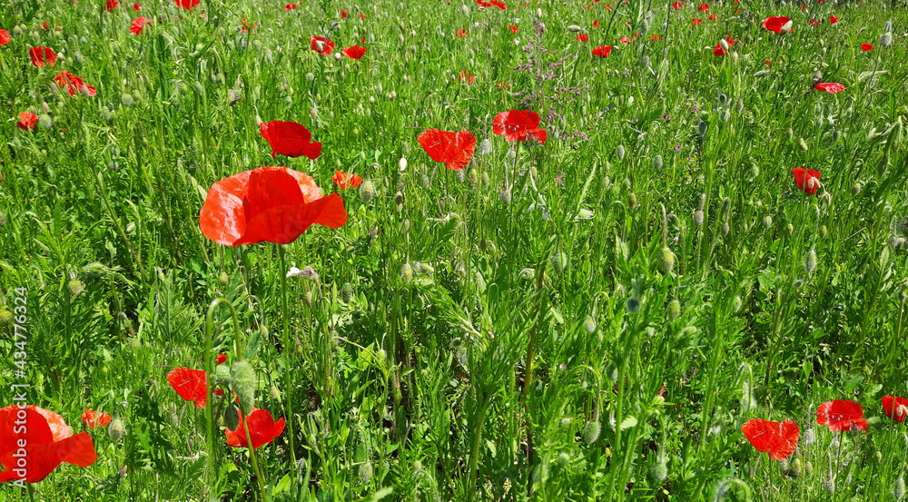 Naklejka premium Un champ de coquelicots à la campagne