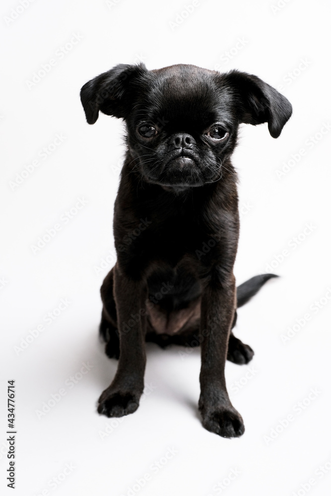 Portrait of black puppy dog, brabancon with funny face looking at camera on white background. Copyspace 