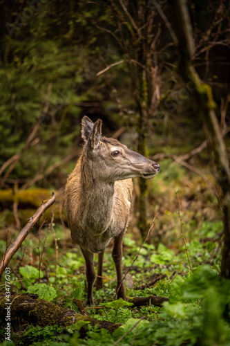 a beautiful deer looks around  standing among lush greenery