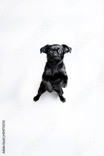 Fototapeta Naklejka Na Ścianę i Meble -  Portrait of black puppy dog, brabancon with funny face looking at camera on white background. Copyspace 