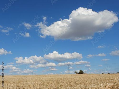 Cumulus white clouds over the cut wheat field. End of harvest season. Peaceful, tranquil background.