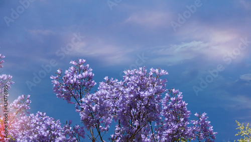 Beautiful blooming of Jacaranda flowers in late spring.Blue sky background.