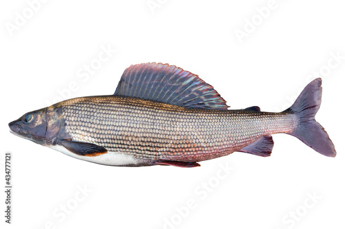 Arctic grayling fish isolated on white background. Freshwater fish. Amazing sport grayling fish isolated with clipping path photo
