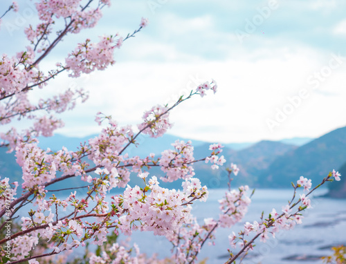 海の近くの桜