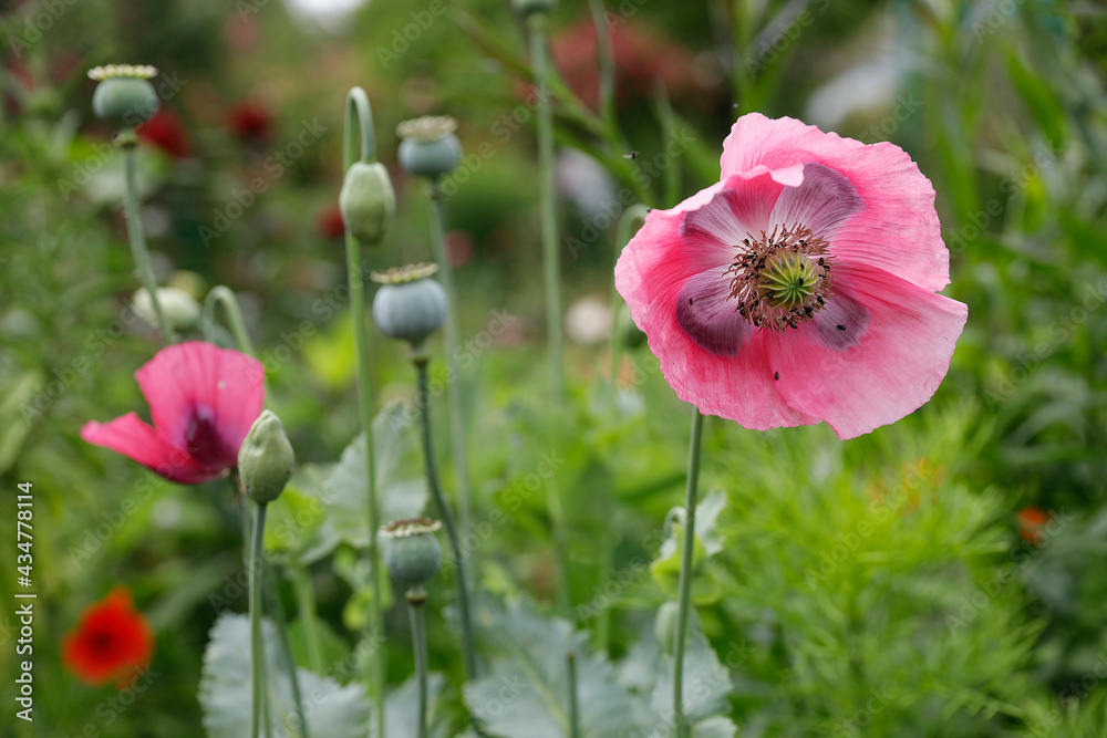 Flowers in Claude Monet's garden in Giverny, France.