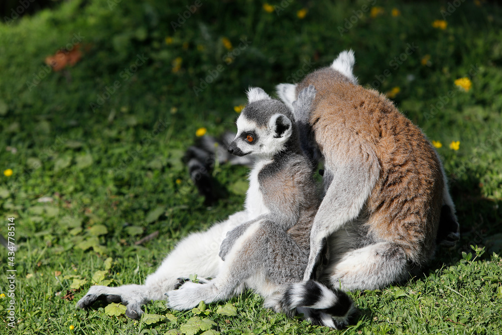 Maki Catta (LEMUR CATTA) in Thoiry zoo park, France.