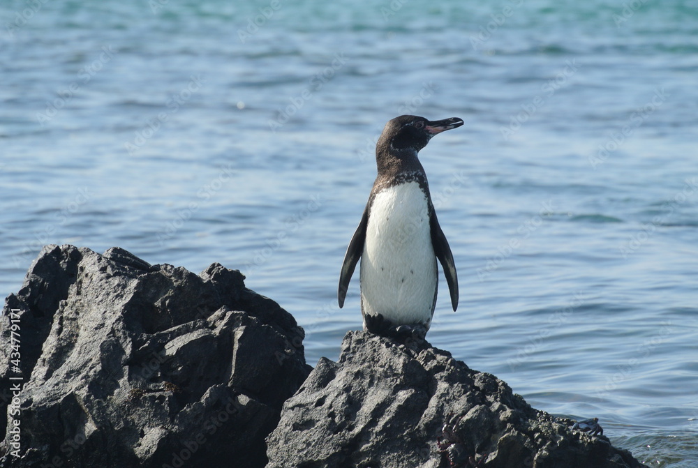 Naklejka premium Galapagos