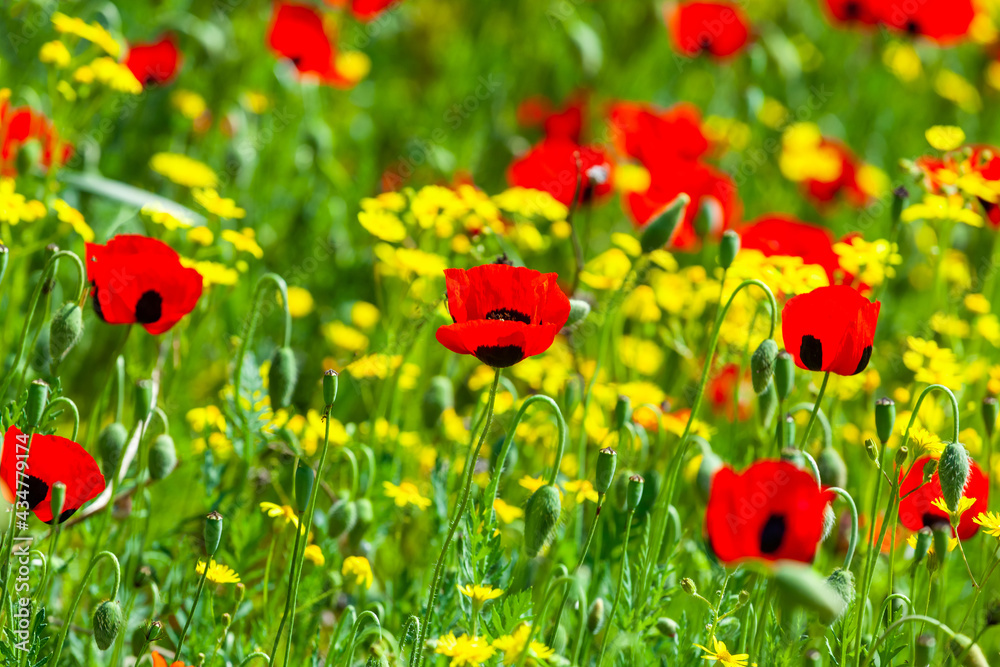 Obraz premium Red poppies field in springtime landscape, nature