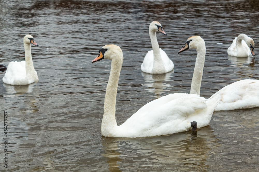 White swans swim in the reservoir of the reserve