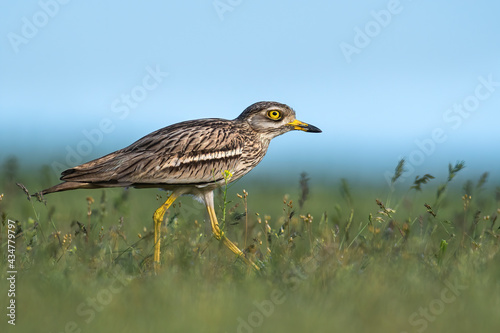 The Eurasian stone-curlew in the grass photo