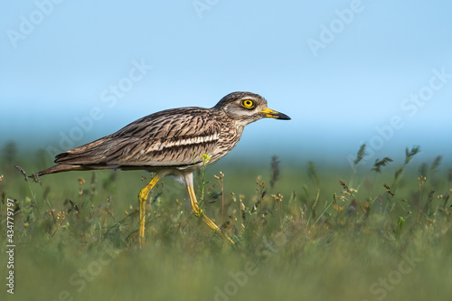 The Eurasian stone-curlew in the grass