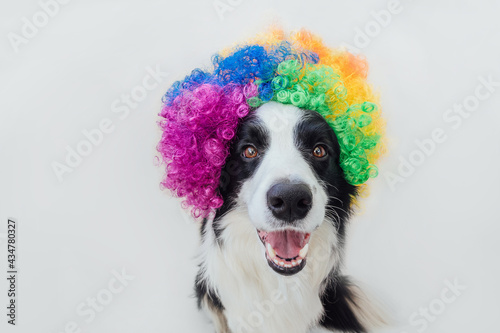 Cute puppy dog with funny face border collie wearing colorful curly clown wig isolated on white background. Funny dog portrait in clown costume in carnival or halloween party. Pet dog in circus. © Юлия Завалишина