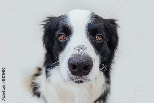 Will you marry me. Funny portrait of cute puppy dog border collie holding wedding ring on nose isolated on white background. Engagement, marriage, proposal concept © Юлия Завалишина