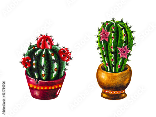 Blooming cacti in pots