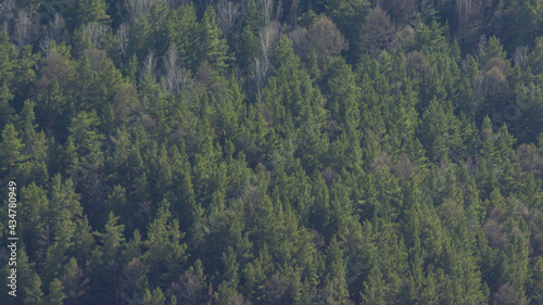 Aerial panoramic view of beautiful fir trees in sunbeams