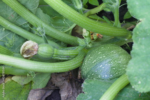 green young pumpkin in the garden bed on the ground. pumpkin bush grows in the garden