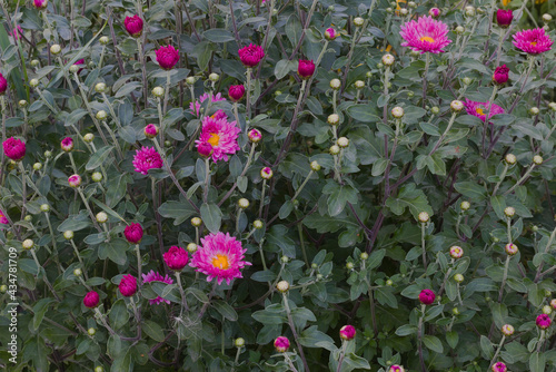 little red chrysanthemums in the garden close up. flowers on a background of dark green leaves