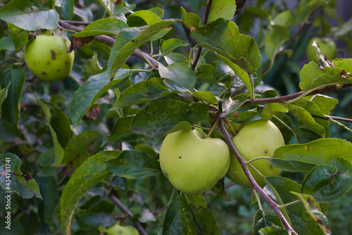 ripe apples hanging on a branch in the garden. juicy fruit among green leaves