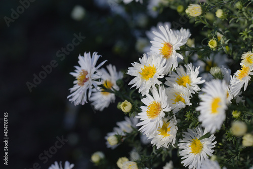 white chrysanthemums in the garden close up. cute white flowers on a background of dark green leaves