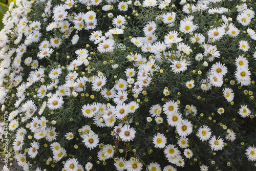 bush of white Korean chrysanthemums. cute white flowers on a background of dark green leaves