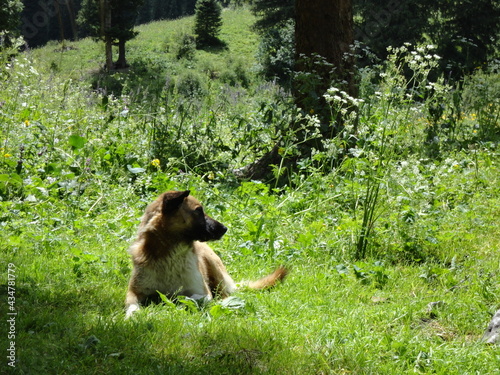 dog on the grass