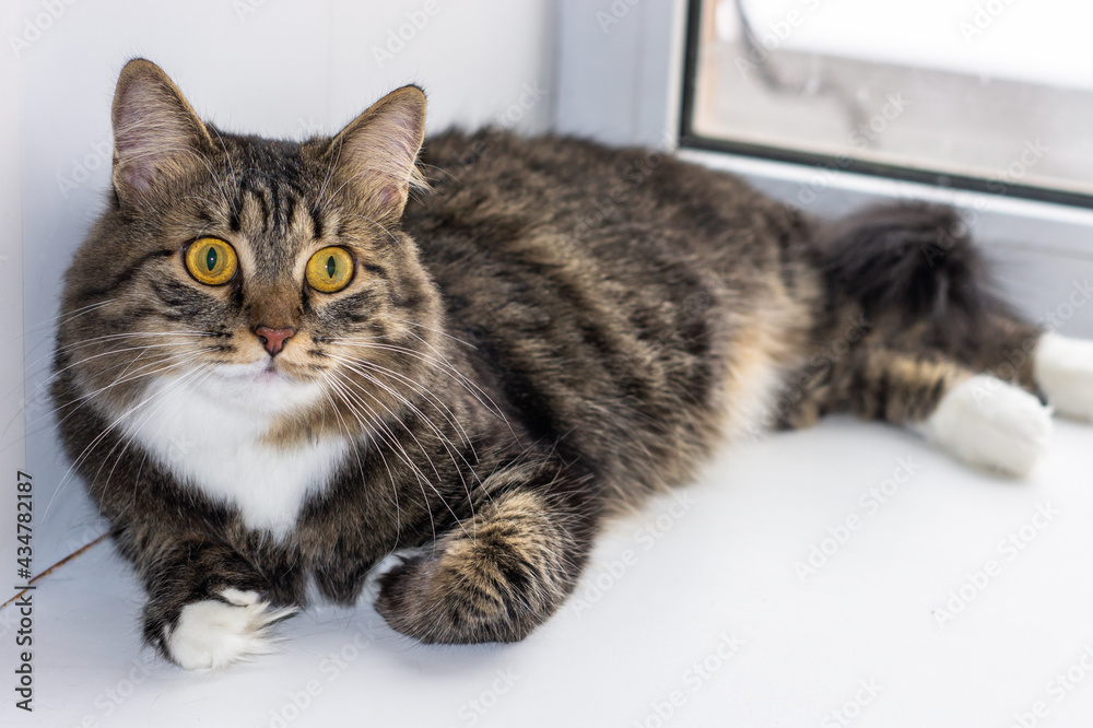 Beautiful adult cat girl with big yellow green eyes. Portrait. Gray stripes cat with white color fur around the mouth and neck poses lying on window. Pet healthy cute cheerful friendly.