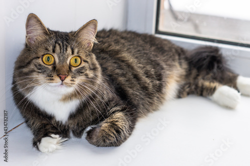 Fototapeta Naklejka Na Ścianę i Meble -  Beautiful adult cat girl with big yellow green eyes. Portrait. Gray stripes cat with white color fur around the mouth and neck poses lying on window. Pet healthy cute cheerful friendly.