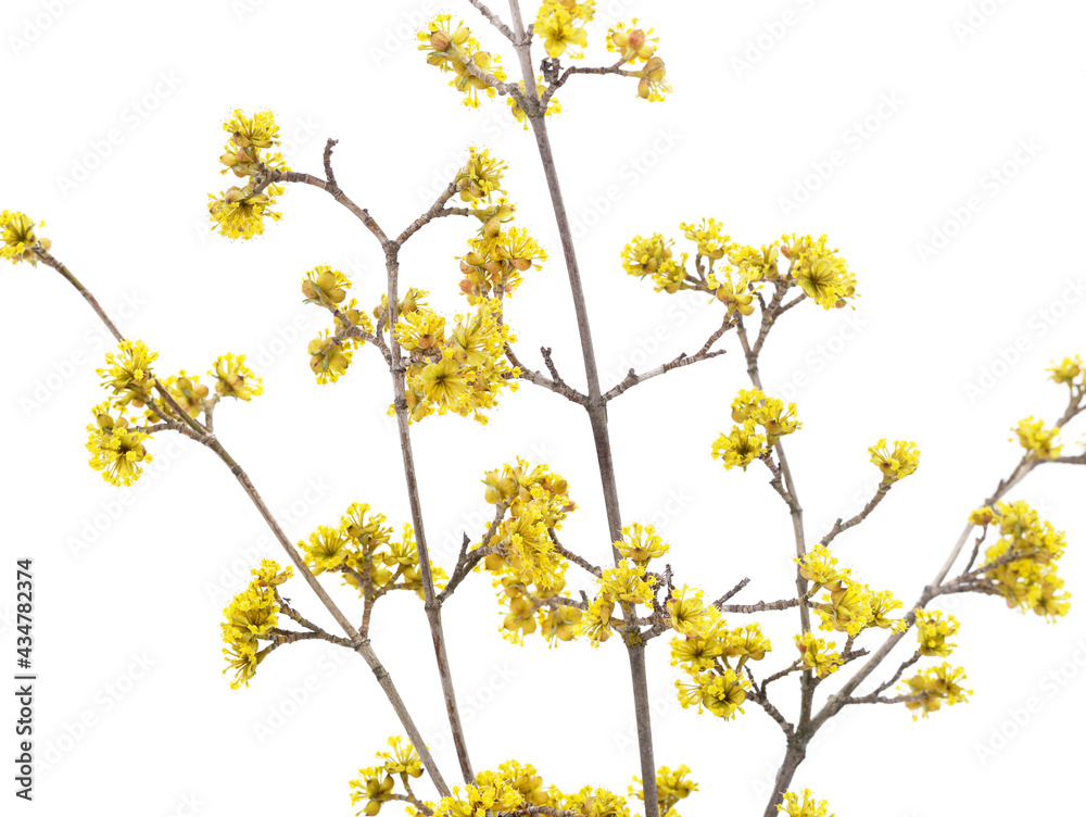 A branch of yellow dogwood. A branch of yellow dogwood.