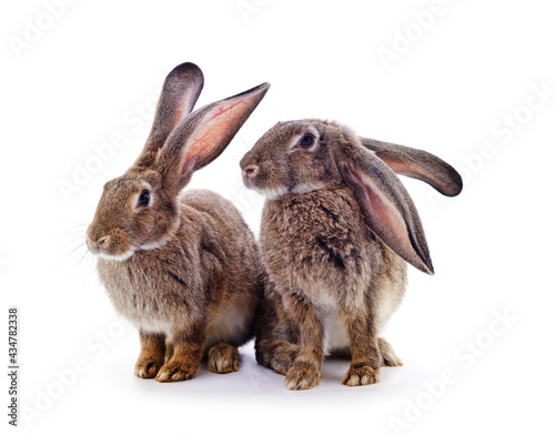 Two brown rabbits.