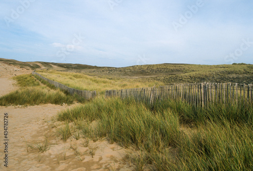 Oyat  dunes  Ammophila argenaria  Bretagne  Finistere  29