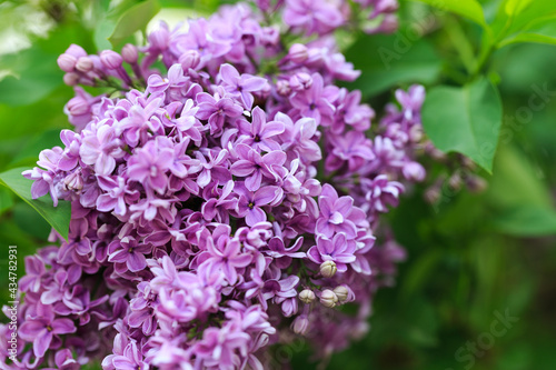persian lilac flowers. Beautiful spring background of flowering lilac. Selective soft focus, shallow depth of field. white lilac