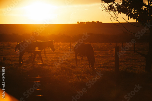 sunset on horses
