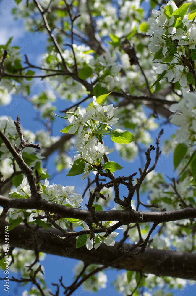 White Tree Blossoms in the Spring White Tree Blossoms in the Spring