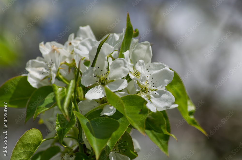 White Tree Blossoms in the Spring White Tree Blossoms in the Spring
