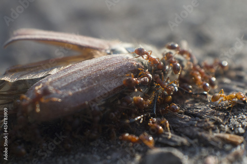 ants in macro photography