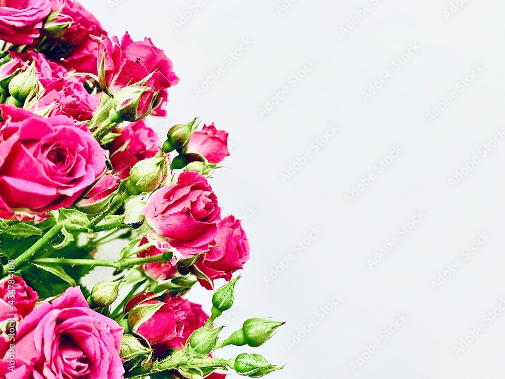 Bouquet of red roses on a white background. Close-up. Copy space. Bouquet of red roses on a white background. Close-up. Copy space.