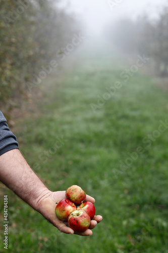 Man holding apples in his orchard in Krtova village, Bosnia & Herzegovina