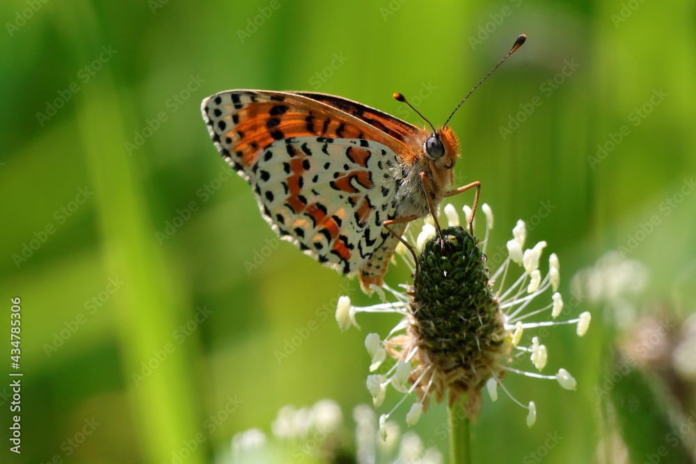 Obraz premium profil de papillon mélitée orangée Melitaea didyma
